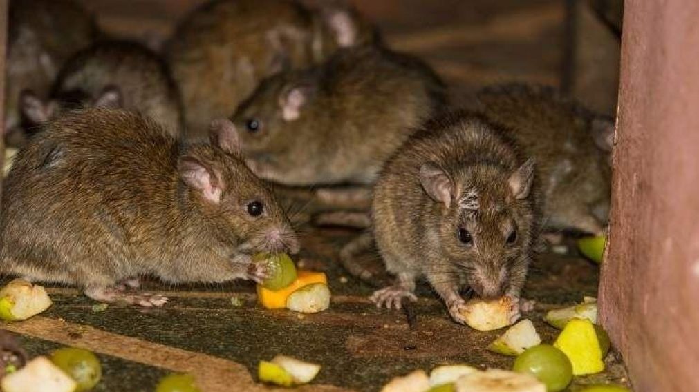 Nuevo caso hantavirus en Chubut