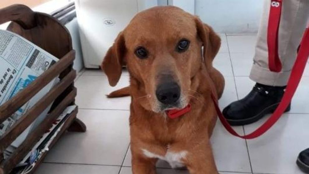 Adoptaron perro y lo devolvieron por un insólito motivo