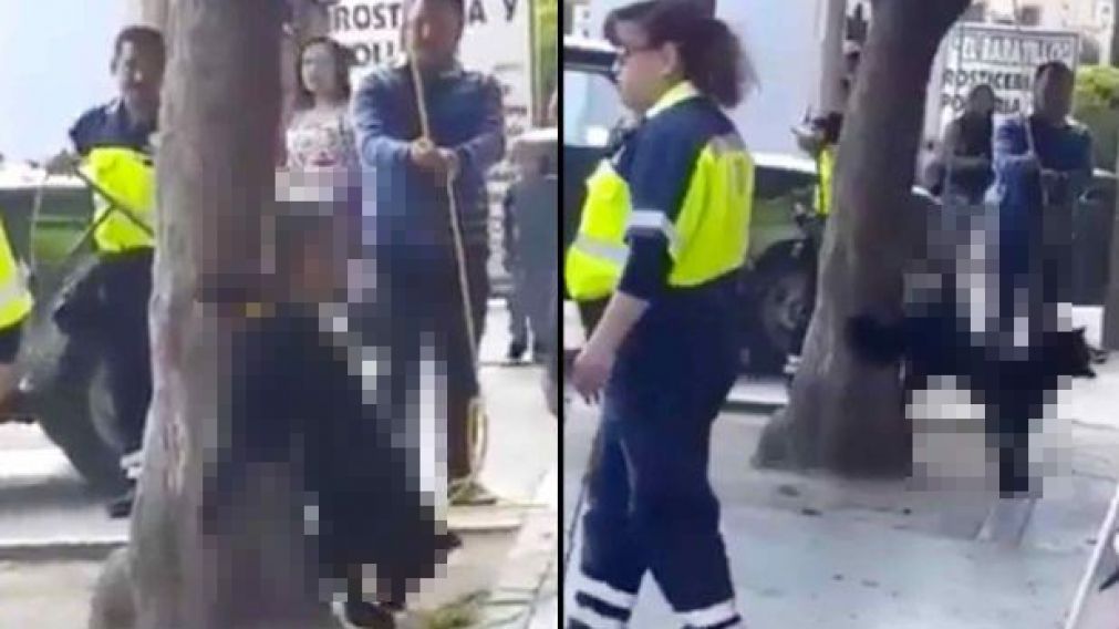 Atan perro a un �rbol y lo torturan por ser "callejero"