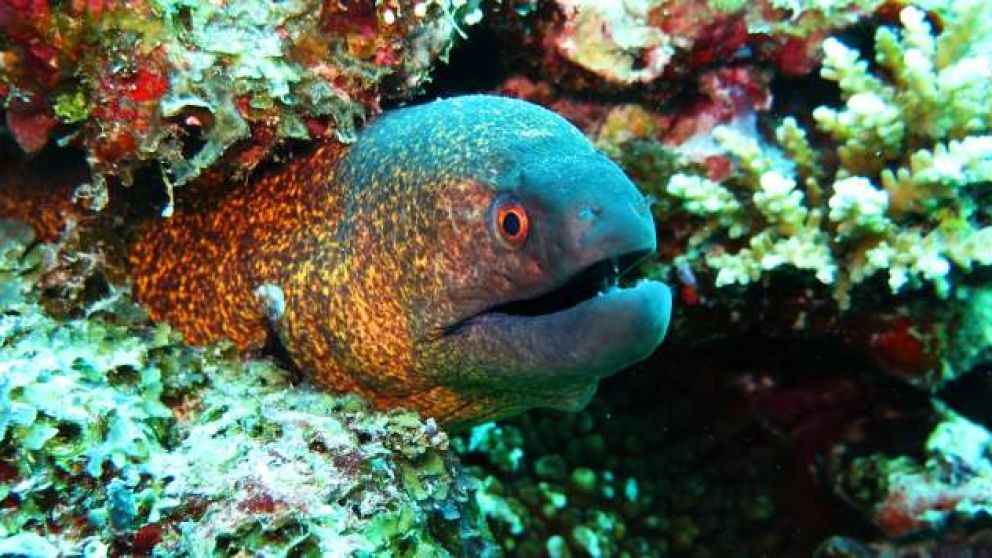 Las anguilas se volvieron adictas a los estupefacientes.