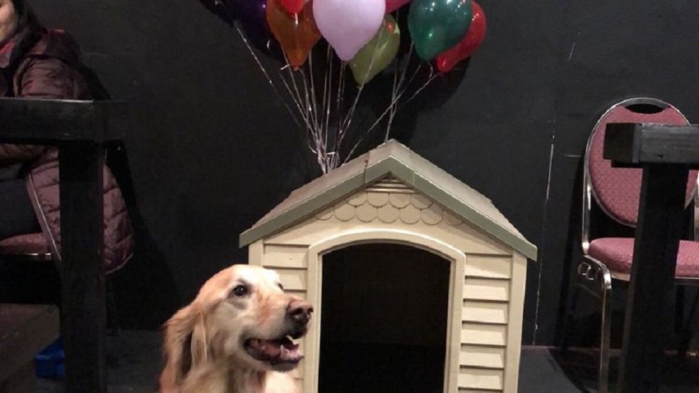 La última: Abren cine para perros