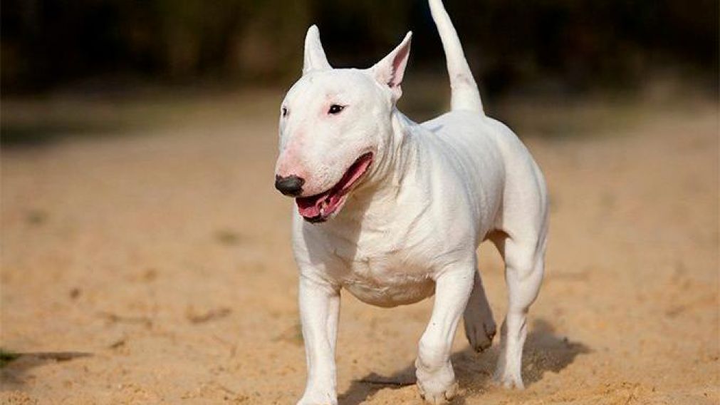 El dueño del perro será demandado por los daños ocasionados por el animal.