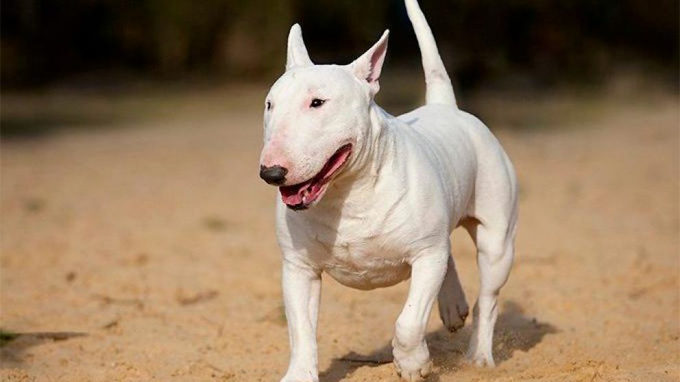 El dueño del perro será demandado por los daños ocasionados por el animal.