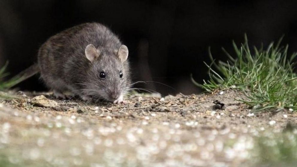 Pánico en Jujuy por turista que llegó del sur con hantavirus
