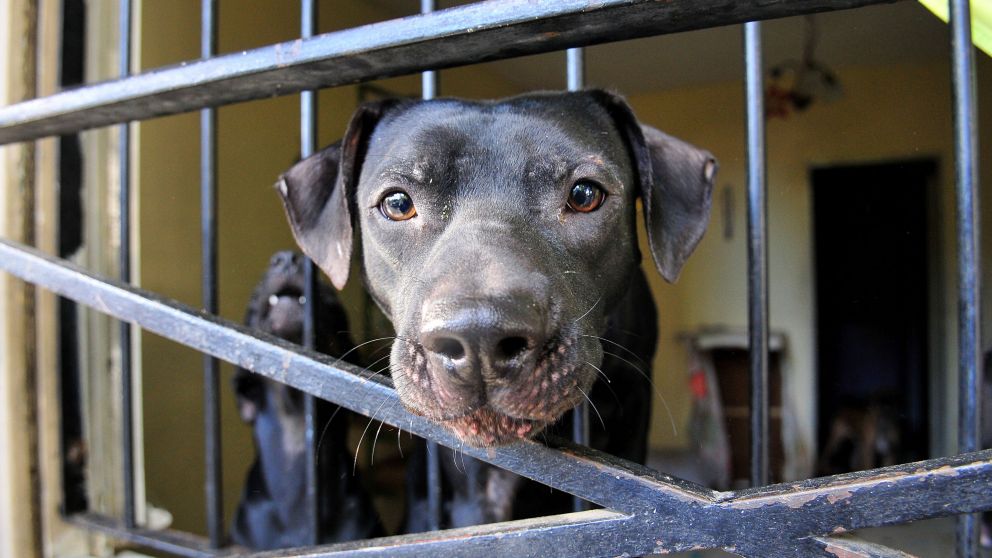 Para tener más de dos perros hay que pagarle a la comuna.