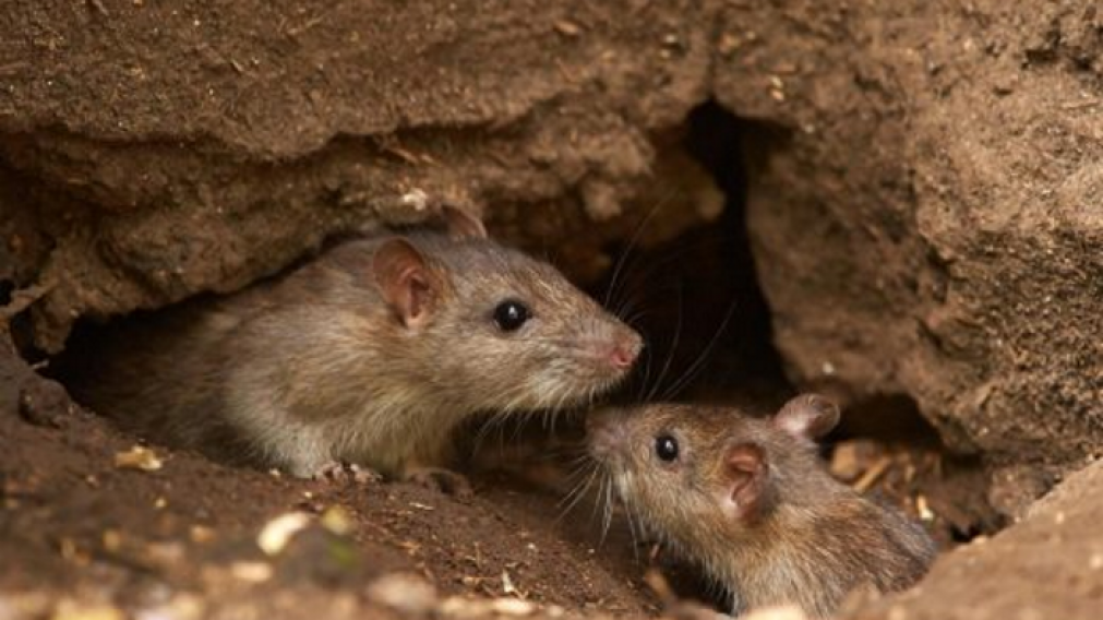 Hantavirus: c�mo evitar el contagio