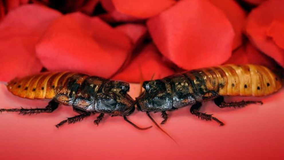 ¿Vos cómo le pondrías a estos adorables bichitos?