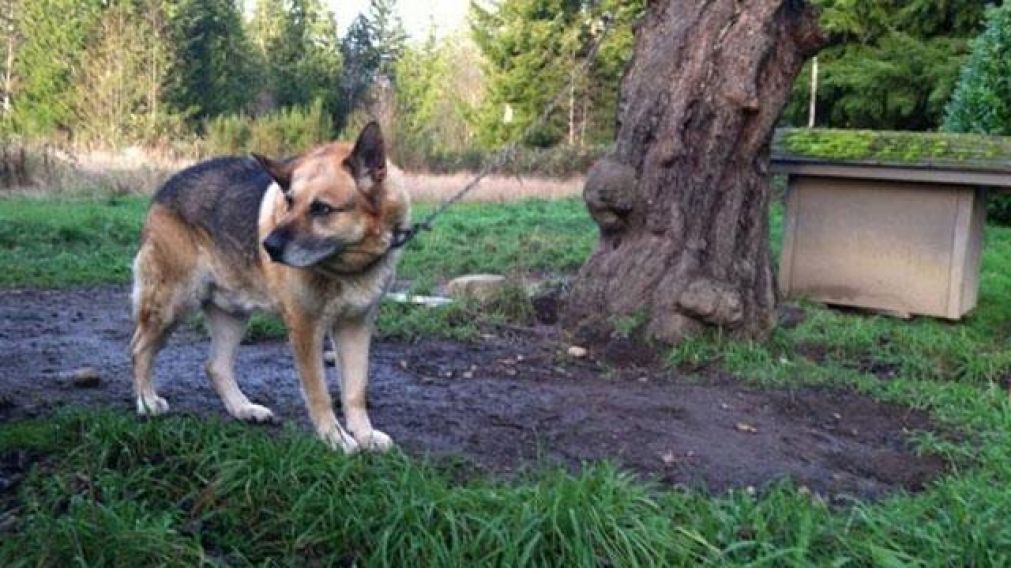El joven se suicidó con la cadena del perro de su tío (Ilustrativa).