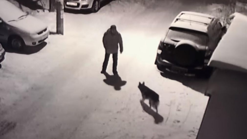 El hombre, en estado de ebriedad, no pudo con el animal.