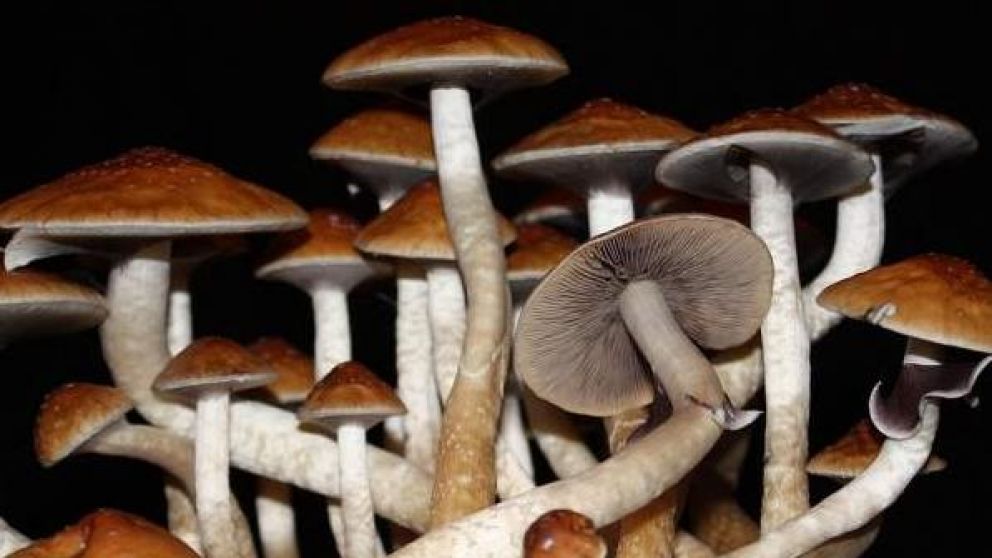 Defensores de las propiedades curativas de los hongos aluden a estudios científicos para sustentar los beneficios del cultivo.