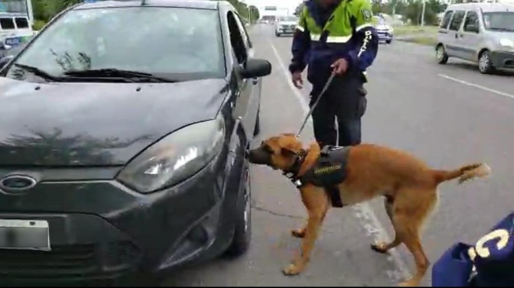 El perro encontr� la droga oculta en el motor del auto.