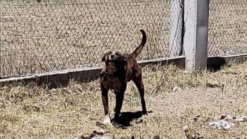 Perro atacó a bebé y lo dejó en terapia intensiva