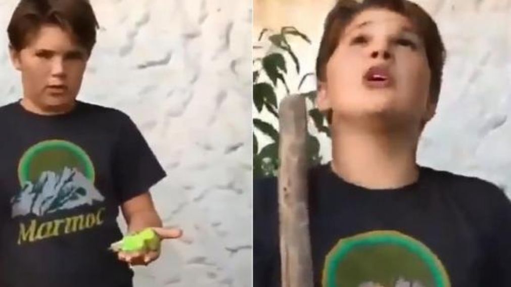 El accidentado y macabro entierro de un periquito que se hizo viral
