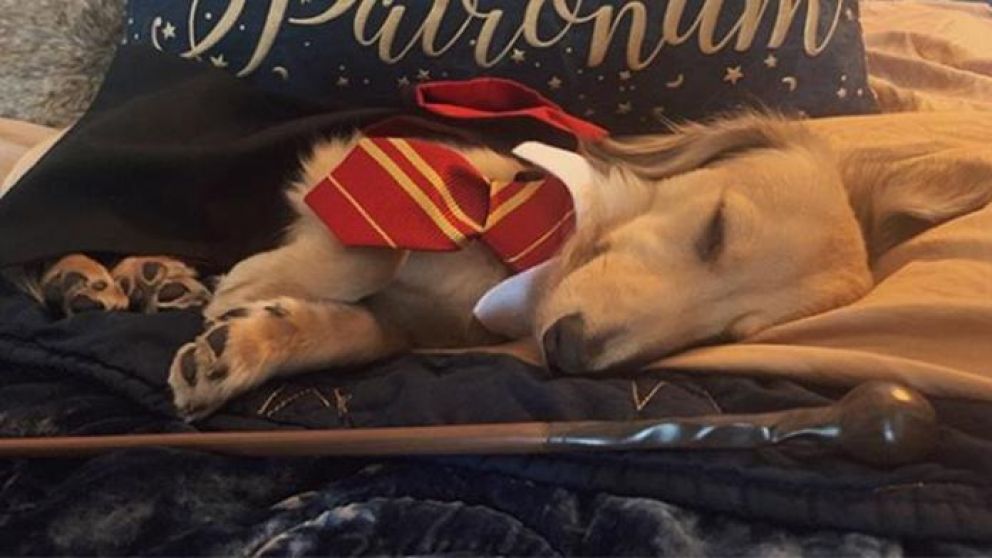 Furor por perro que hace todos los hechizos de Harry Potter