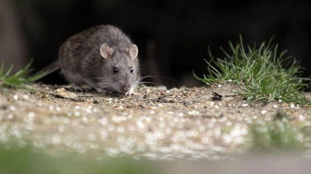 Nuevas medidas por el brote de la enfermedad que transmite el ratón "colilargo" .