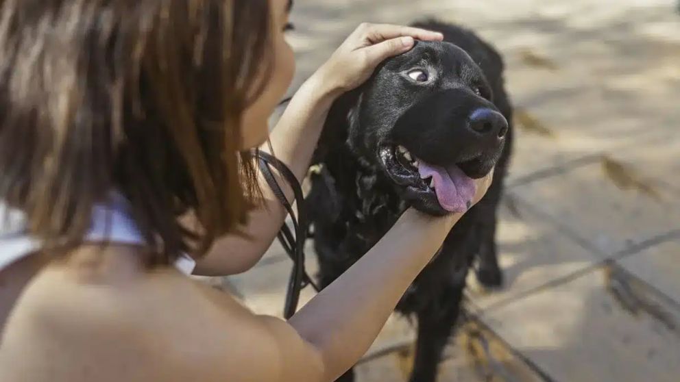 ¿Qué significa acariciar perros en la calle, según la psicología?.