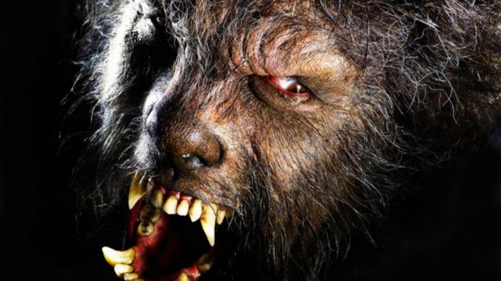 anev fotografió el cráneo y lo compartió con los funcionarios de vida silvestre del gobierno (imagen ilustrativa).