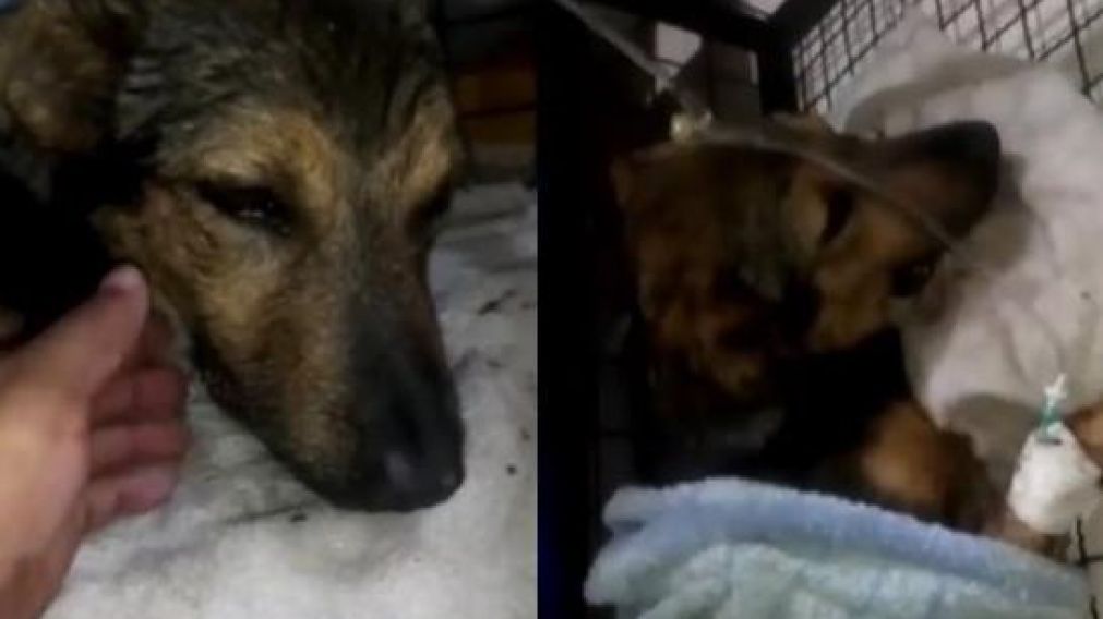 Así está Emanuel, el perro al que le destrozaron la mandíbula, tras su cirugía