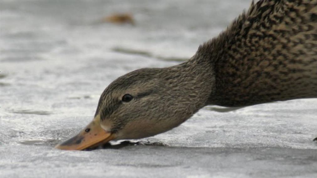 El rescate de un pato al cachorro se hizo viral por las redes sociales.