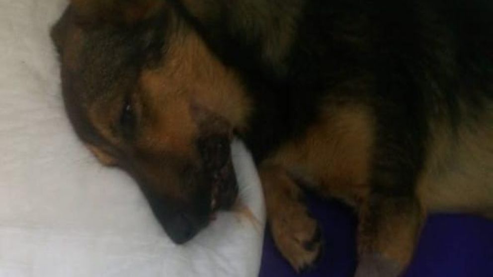 Se recupera Emanuel, el perro al que le explotaron la mandíbula con un petardo