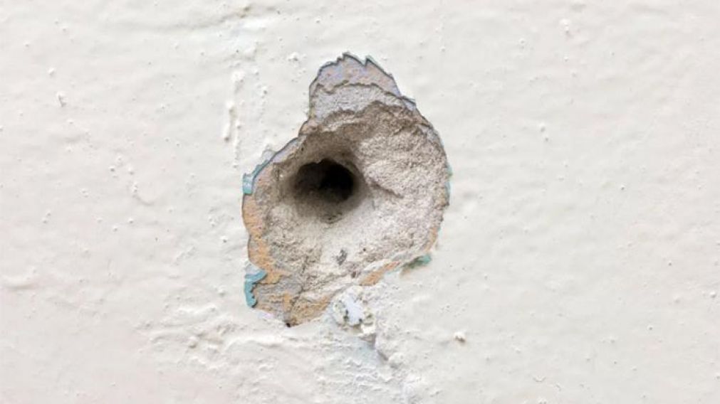 Vio un bulto peludo en un agujero en la pared, lo tocó y casi muere del susto