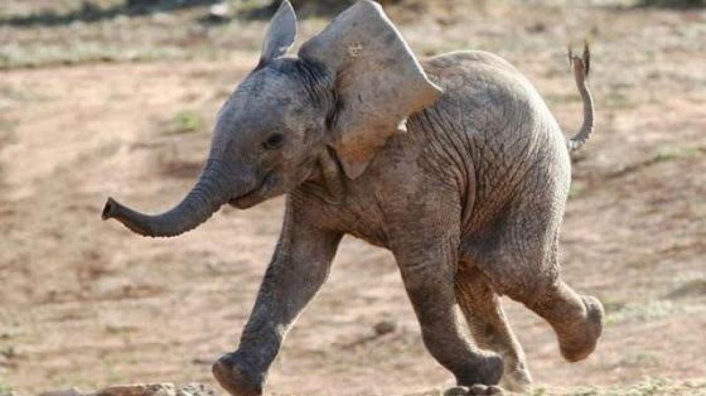 El animal sólo quería jugar con su cuidador (Ilustrativa).