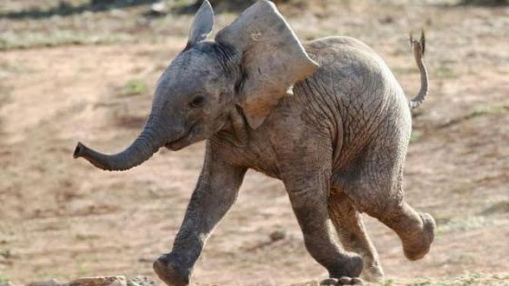 El animal sólo quería jugar con su cuidador (Ilustrativa).