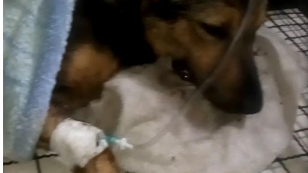 Le pusieron petardo en la boca a perro y le reventaron la mandíbula