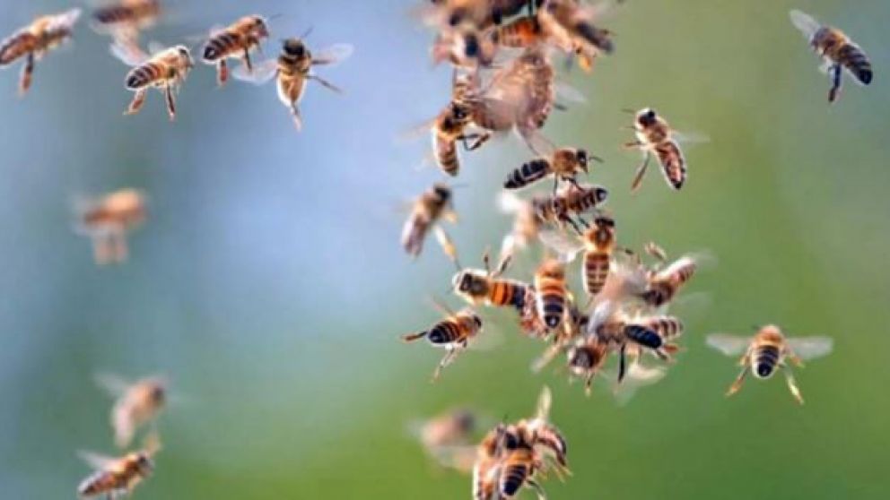 Alérgico murió al ser atacado por enjambre de abejas