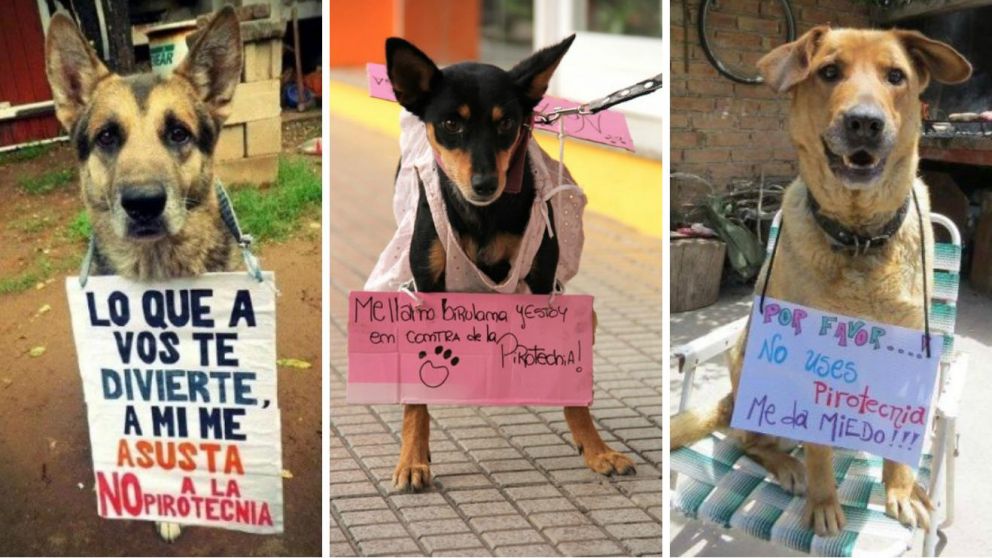 Así torturaron los cohetes a chicos con autismo y perros