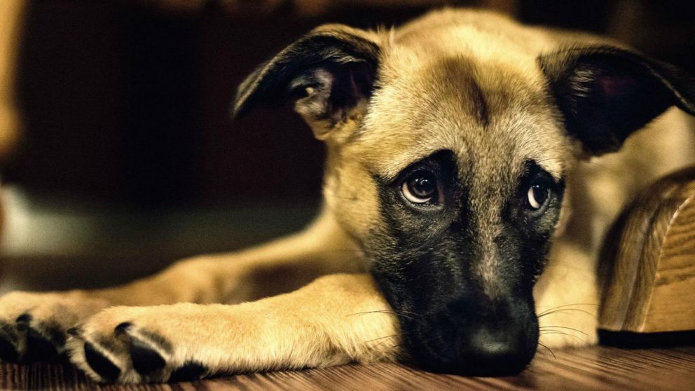 El cachorro creyó que se trataba de un juego (imagen ilustrativa).