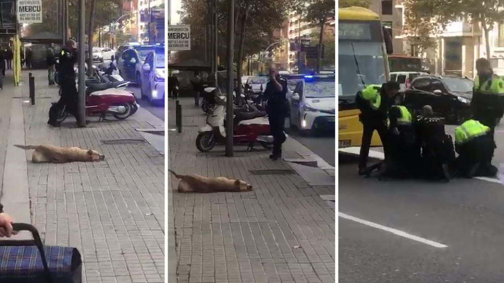 La perrita agonizó durante varios minutos y finalmente murió. (Captura).
