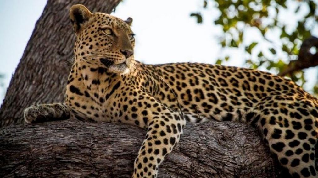India tiene una extensa población de leopardos.