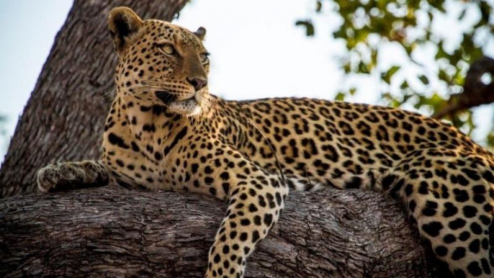 India tiene una extensa población de leopardos.