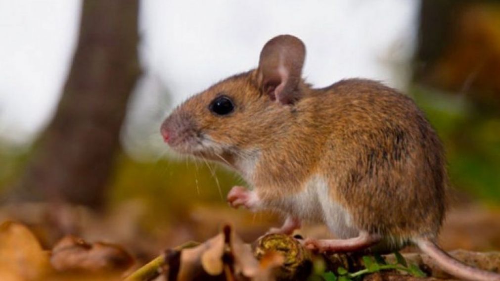 El ratón colilargo que transmite la enfermedad.