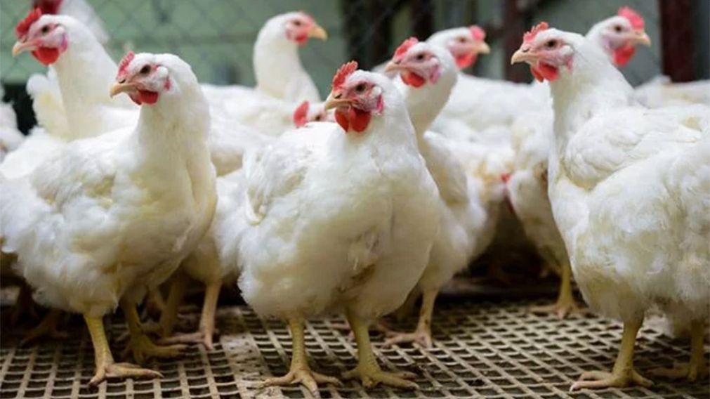 Esa cantidad de animales falleció debido a las altas temperaturas.
