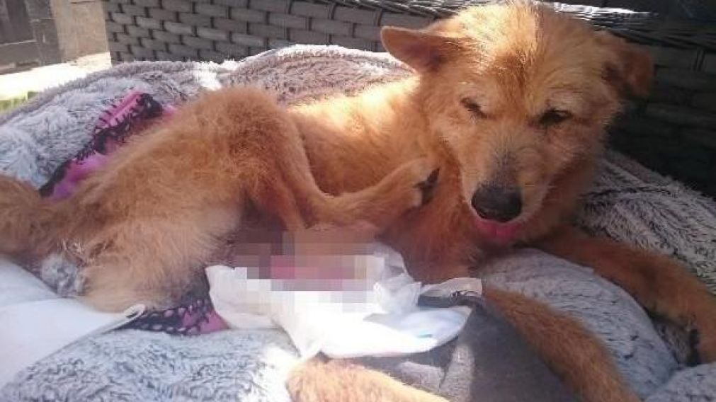Pincho tuvo una sacrificada vida desde cachorro.