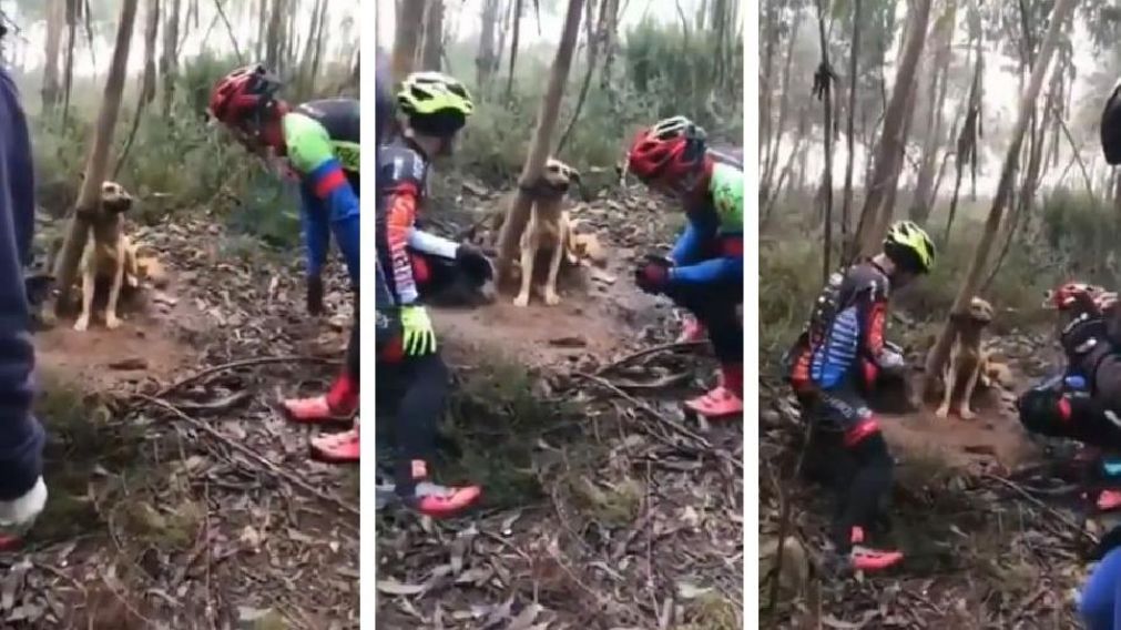 Se desconoce quien fue el autor de la salvajada. (Captura).