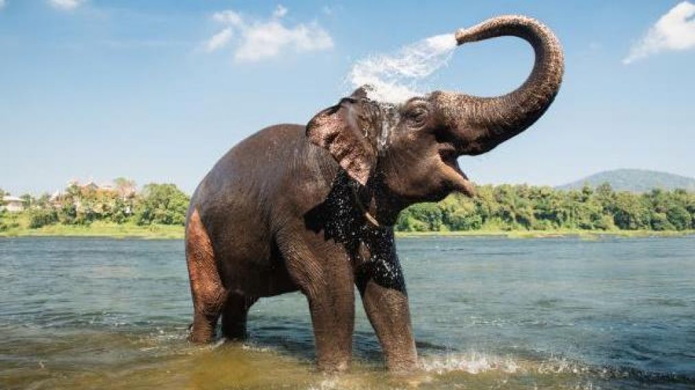 El elefante sintió que invadieron su territorio y se enfureció.