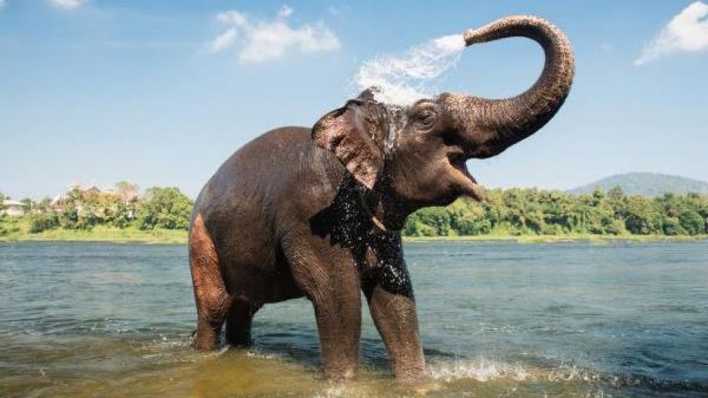 El elefante sintió que invadieron su territorio y se enfureció.