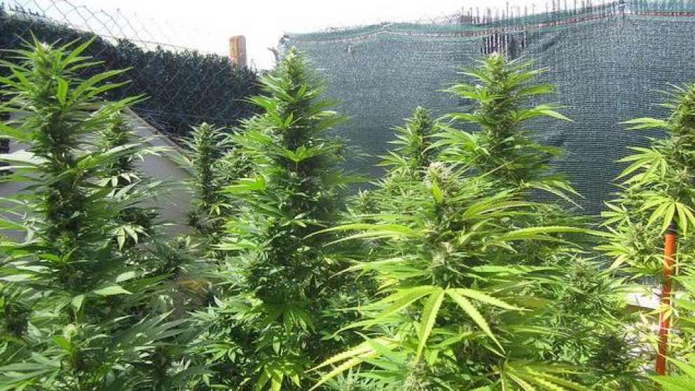 En total el joven tenía 7 plantas en su casa.