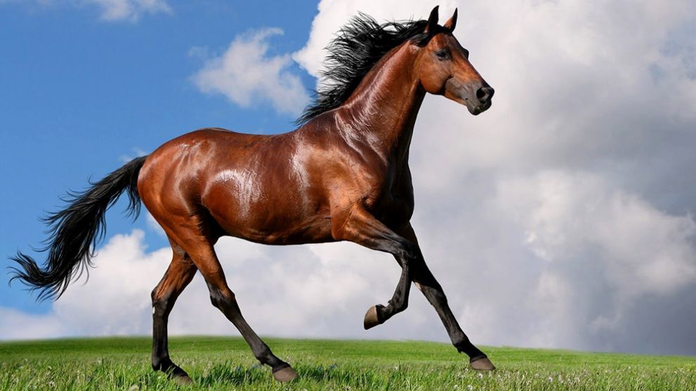 Mujer dice tener un "caballo en su interior" y se operará para convertirse en uno