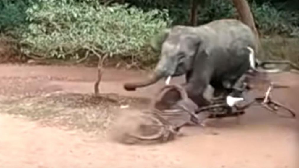 Pánico por elefante suelto que generó destrozos en un pueblo