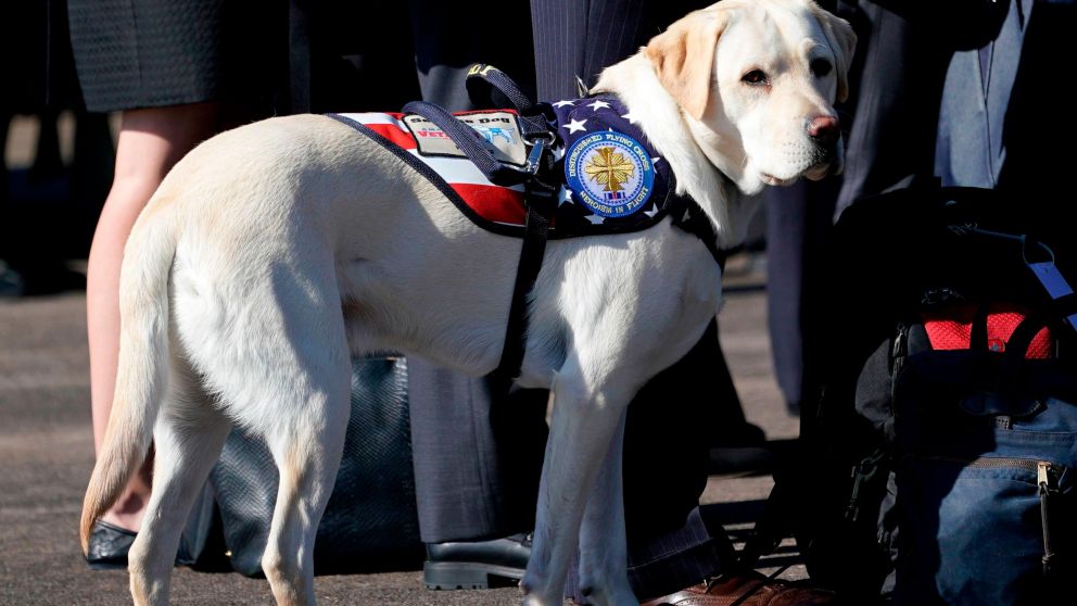 El perro estuvo hasta último momento junto a George H.W. Bush (AFP).