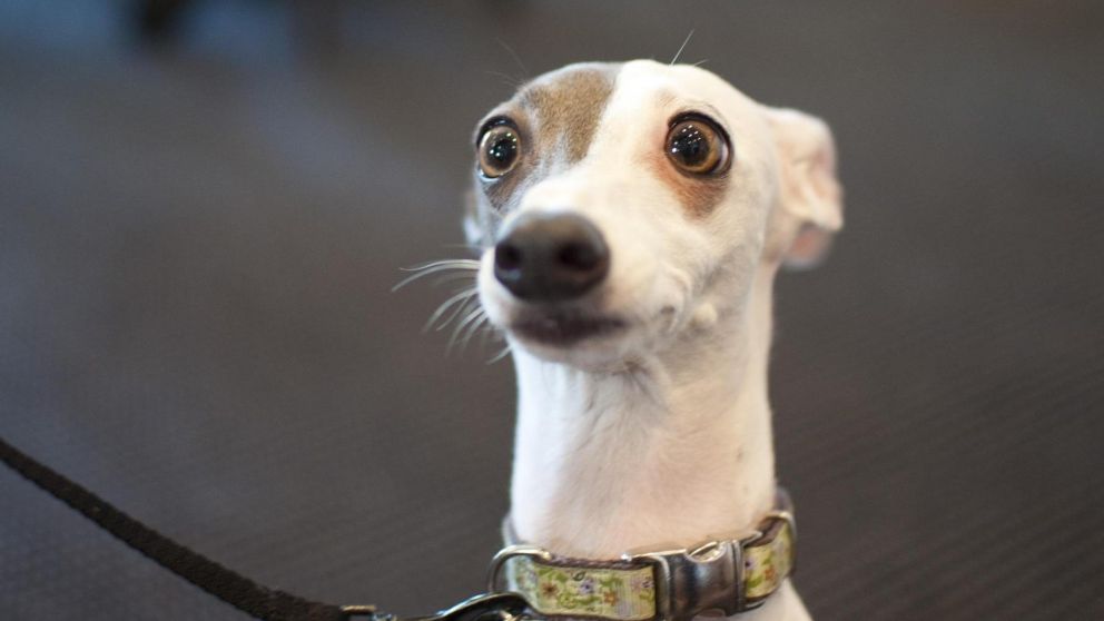 los perros utilizados para pr�cticas zoof�licas�pueden sufrir laceraciones en el pene o desgarros anales y vaginales