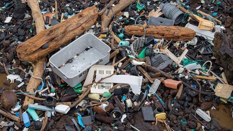 La criatura fue hallada entre la basura de la playa. (Imagen ilustrativa).