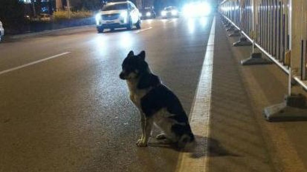 El animal está allí desde agosto pasado.