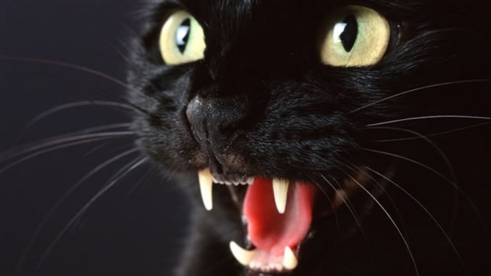 Los superticiosos jamás querrían cruzarse un gato negro en esta jornada...
