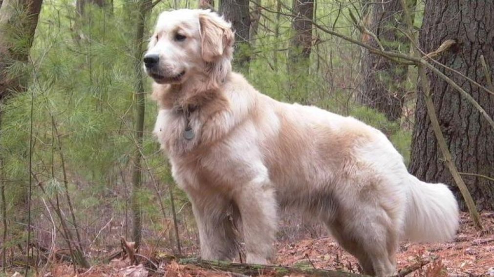 Perro se "afanó" a otro y lo llevó a pasear