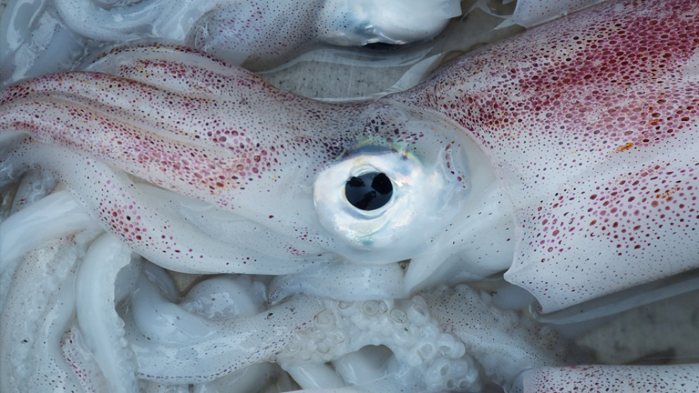 El molusco sorprendió al intrépido pescador y se defendió.